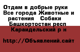 Отдам в добрые руки  - Все города Животные и растения » Собаки   . Башкортостан респ.,Караидельский р-н